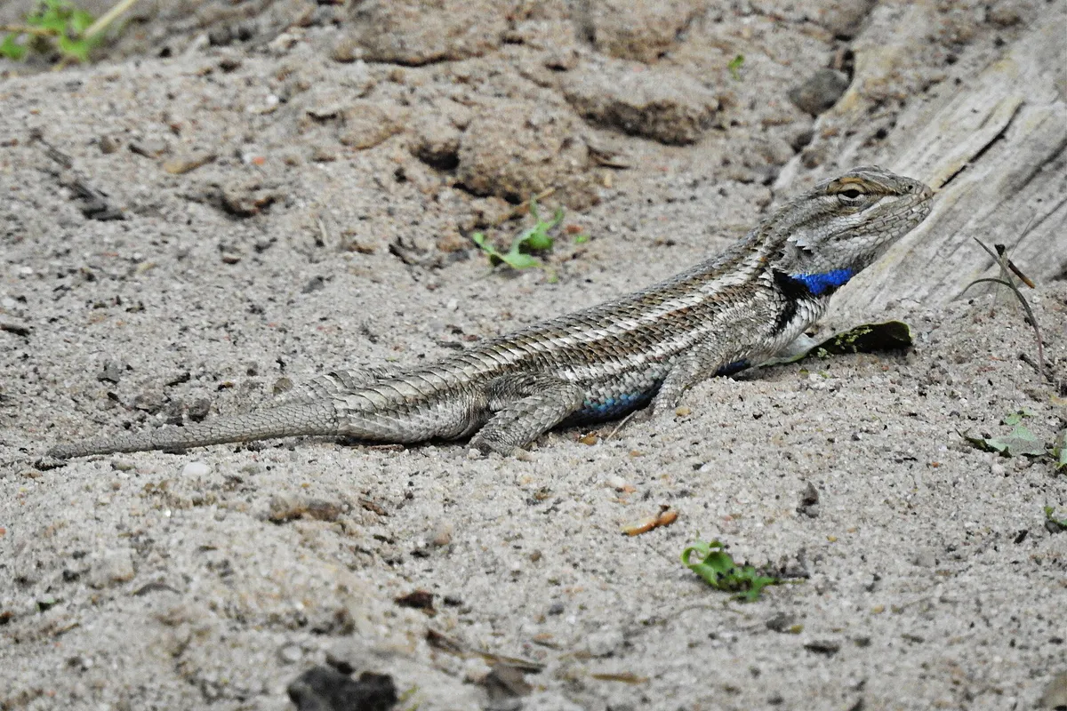 A New Mexico whiptail blends into sand at Rio Grande Nature Center State Park in Albuquerque, New Mexico