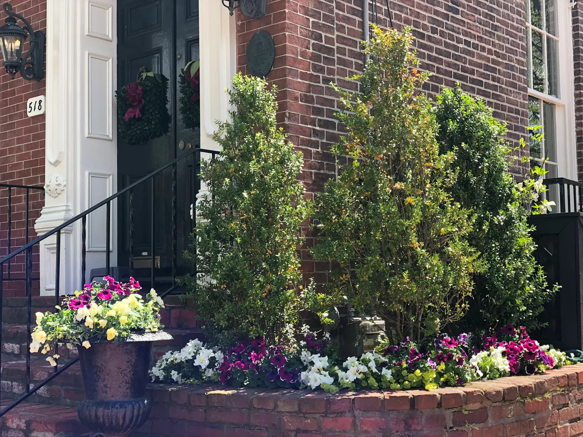 Front garden in historic district in Old Town Alexandria VA, Virginia