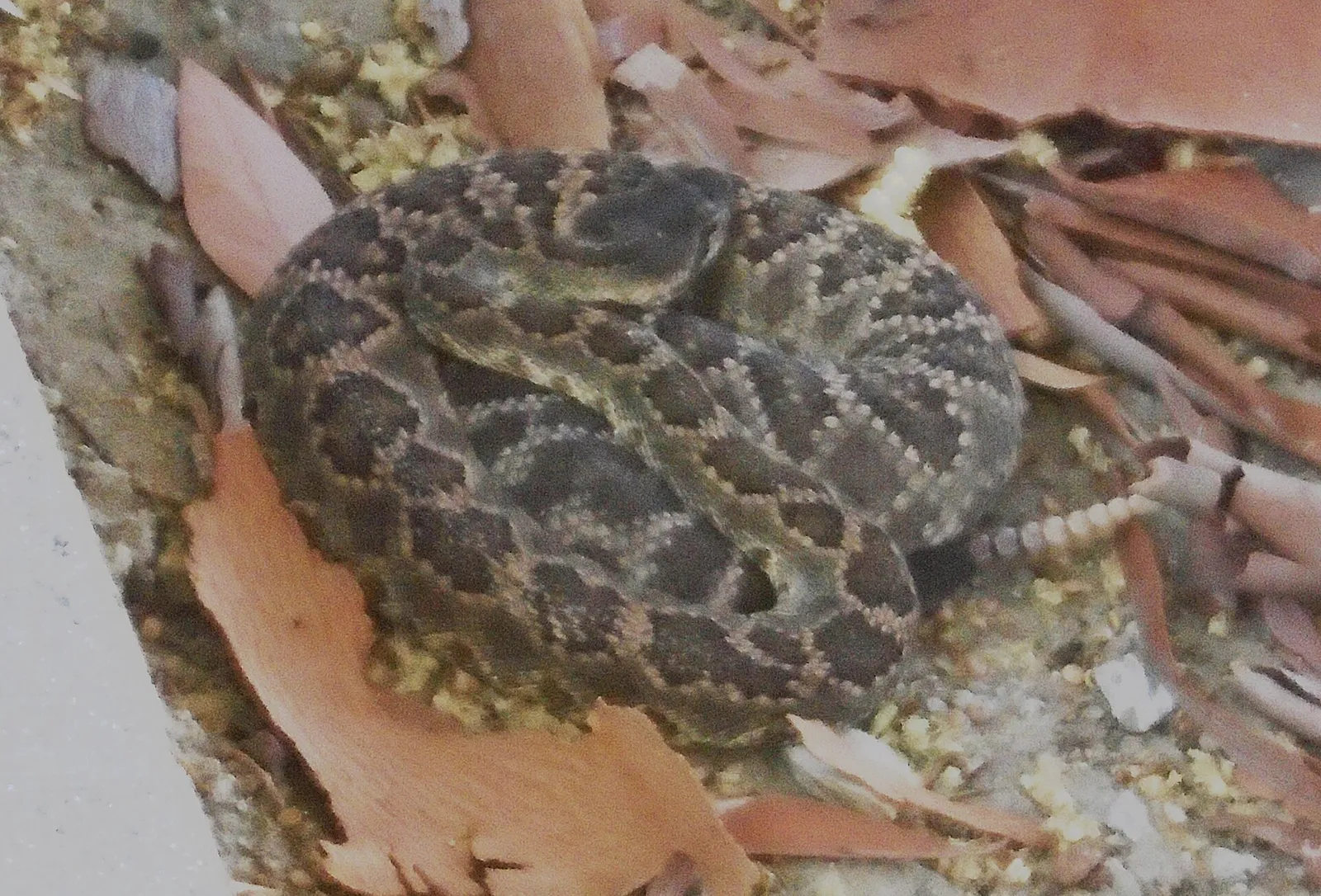 Western rattlesnake, asleep in Aliso Viejo, California