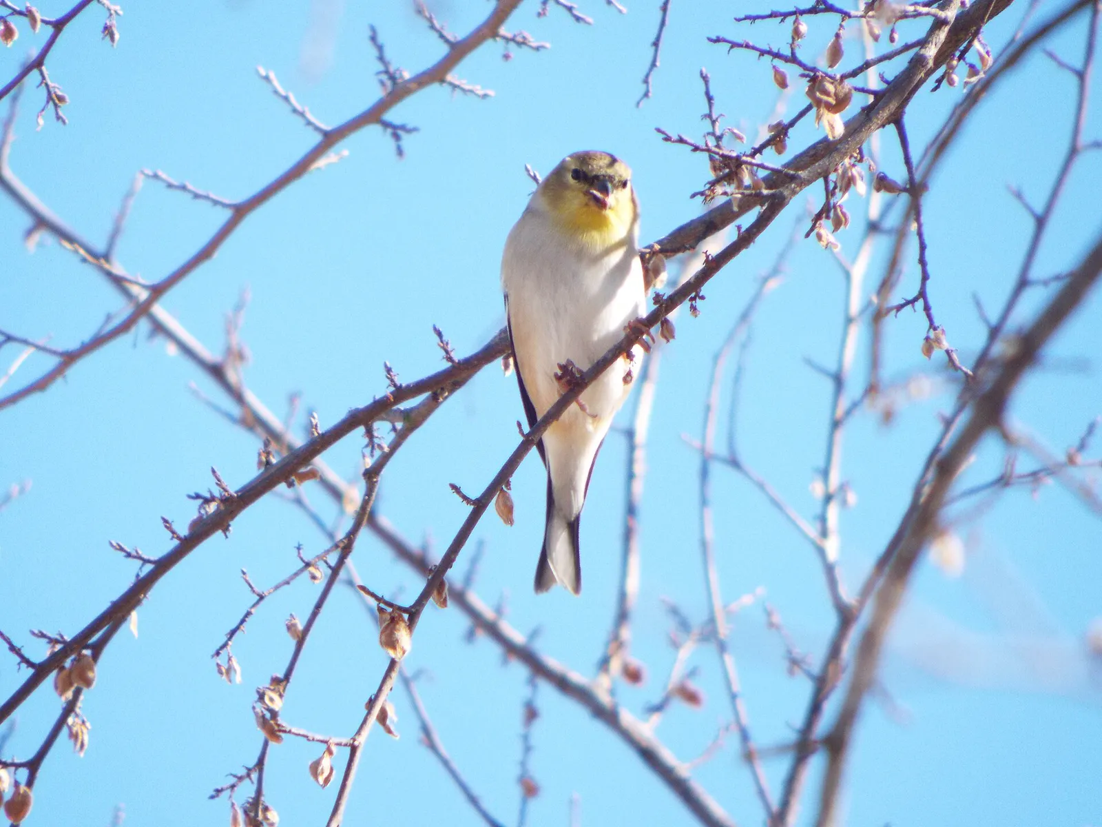 American Goldfinch, Story Park, Allen, Texas, January 3, 2021