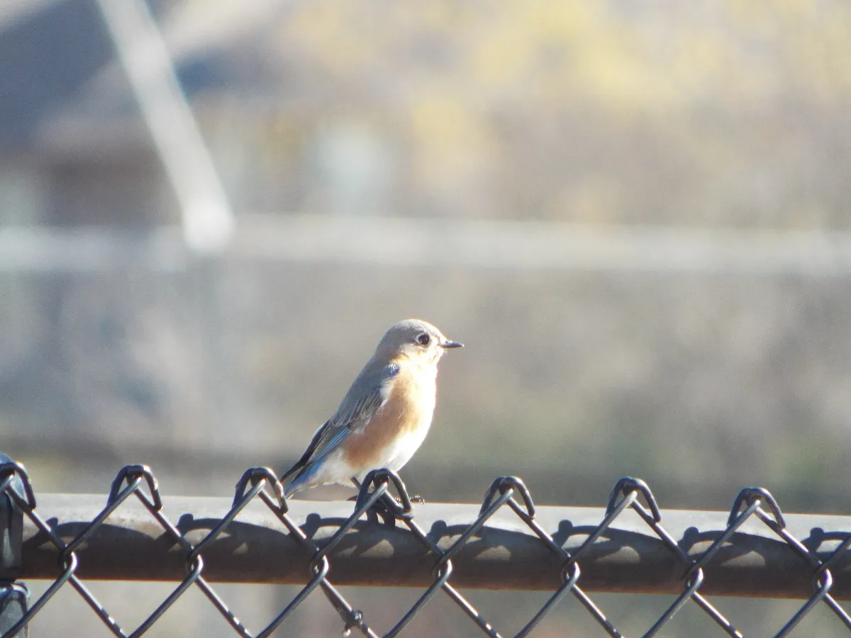 Eastern Bluebird, Story Park, Allen, Texas, January 3, 2021