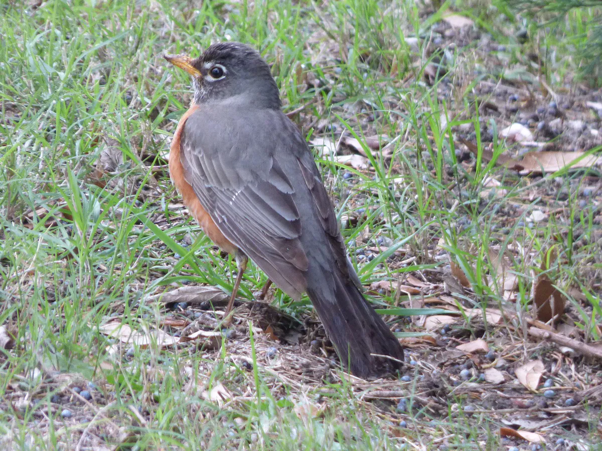 American Robin, Green Park, Allen, Texas, April 4, 2020
