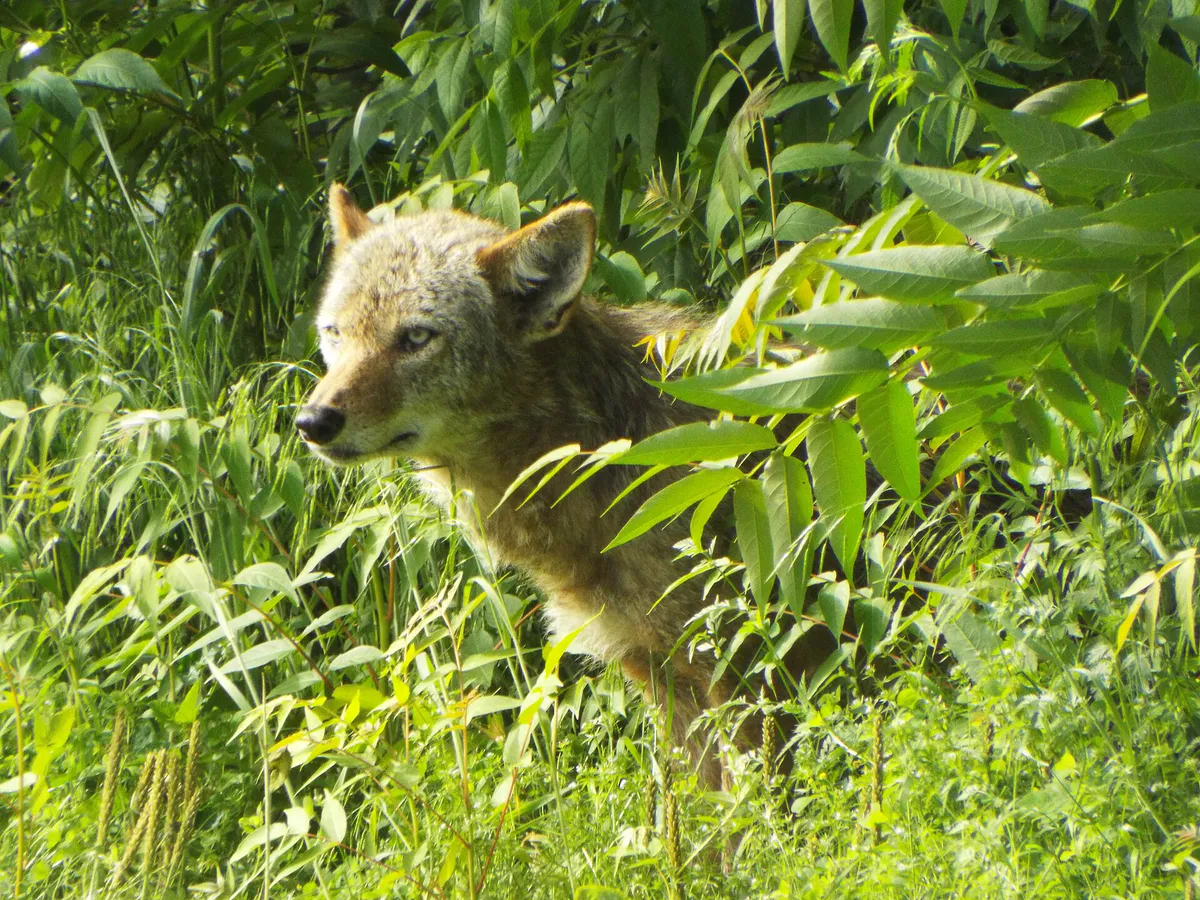 Young Coyote, Allen Heritage Park, Allen, Texas, morning, May 4, 2019 (33896451908)
