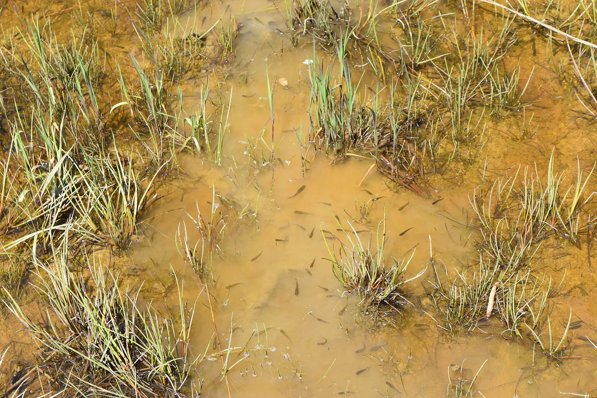 Fish mosquito fish apex nature pk ncwetlands AM (2), North Carolina