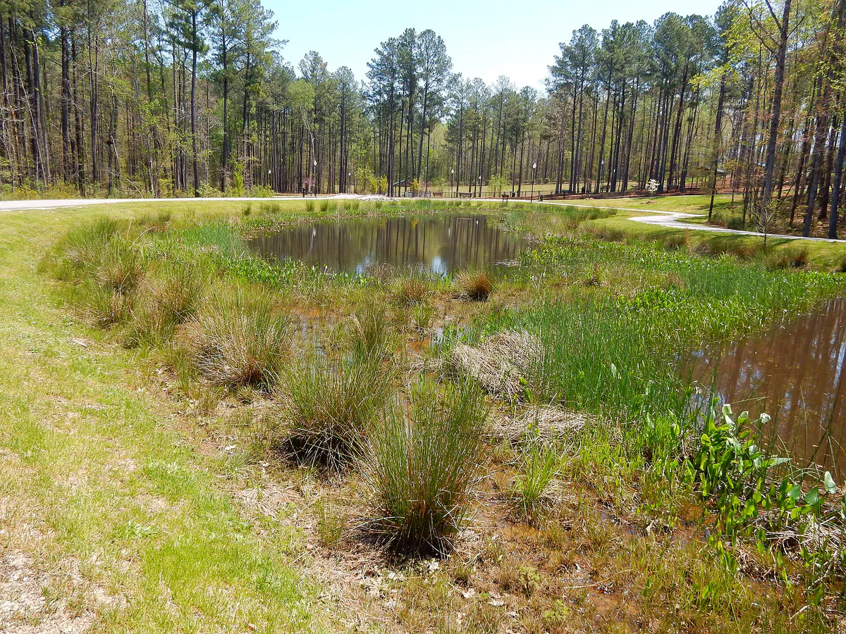 Other constructed stormwater wetland apex nature park ncwetlands KG (2), North Carolina