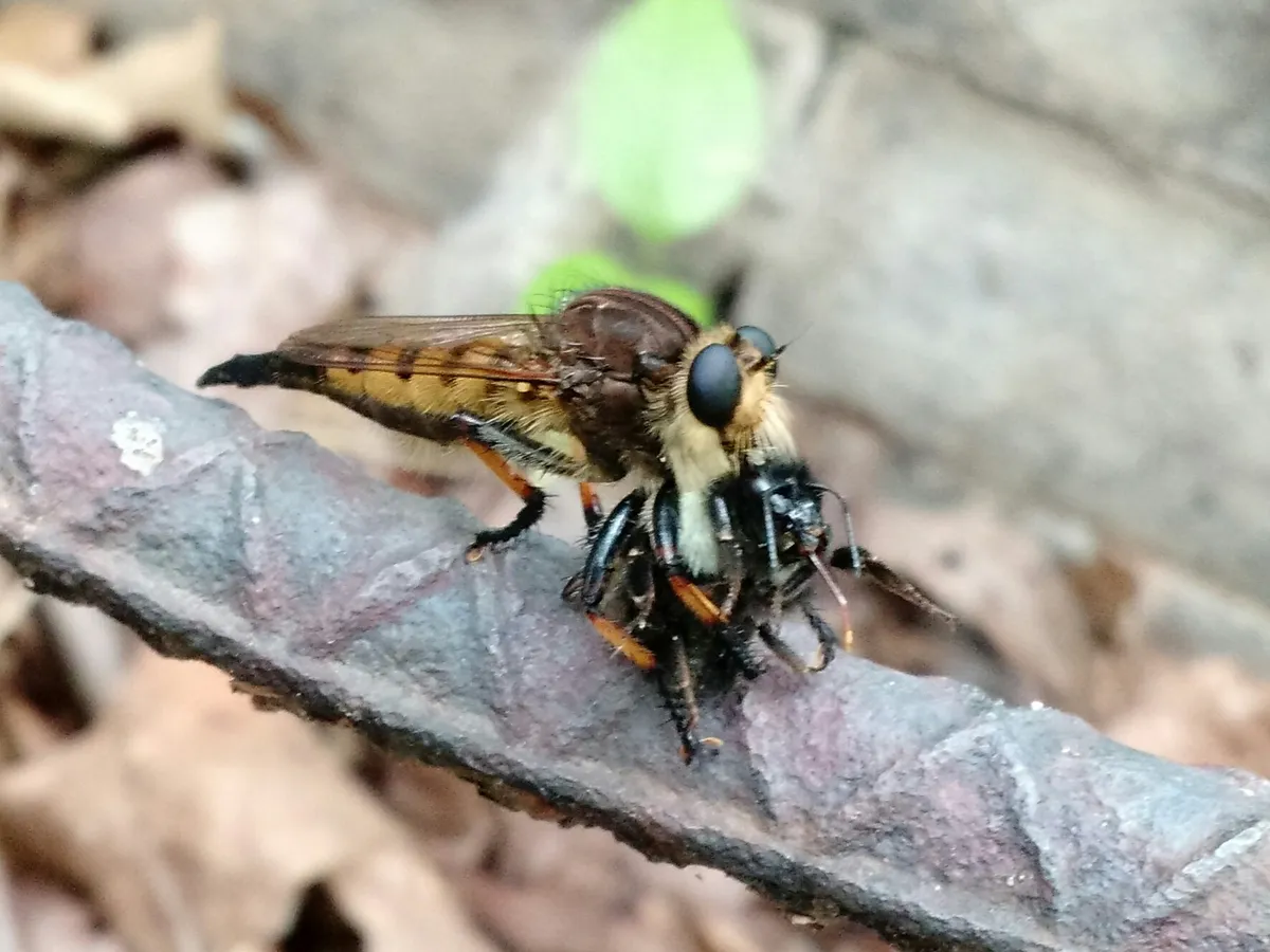 Robber Fly with Bee in Auburn, Alabama