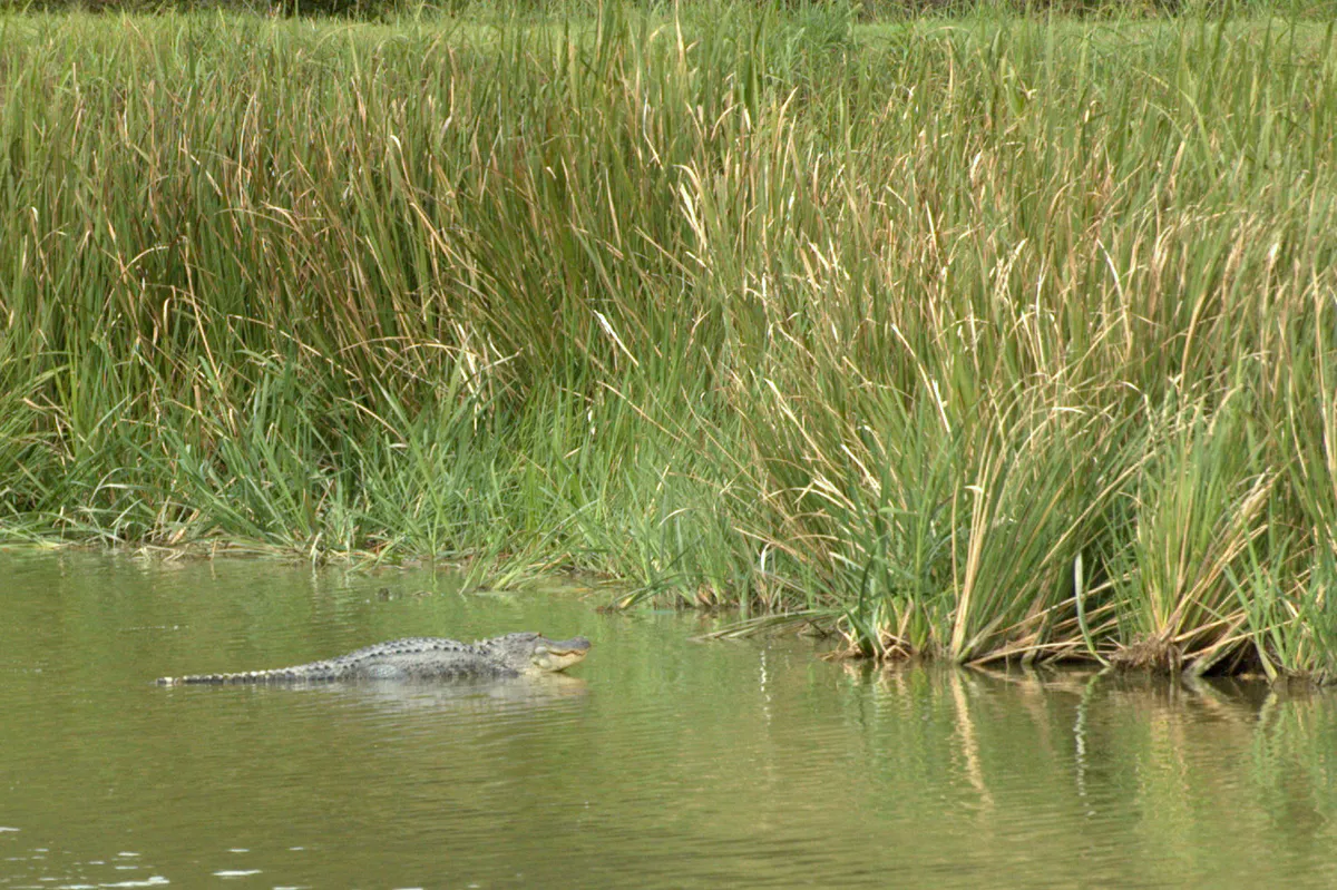 American Alligator, Phinizy Swamp Nature Park, August 2011 in Augusta, Georgia