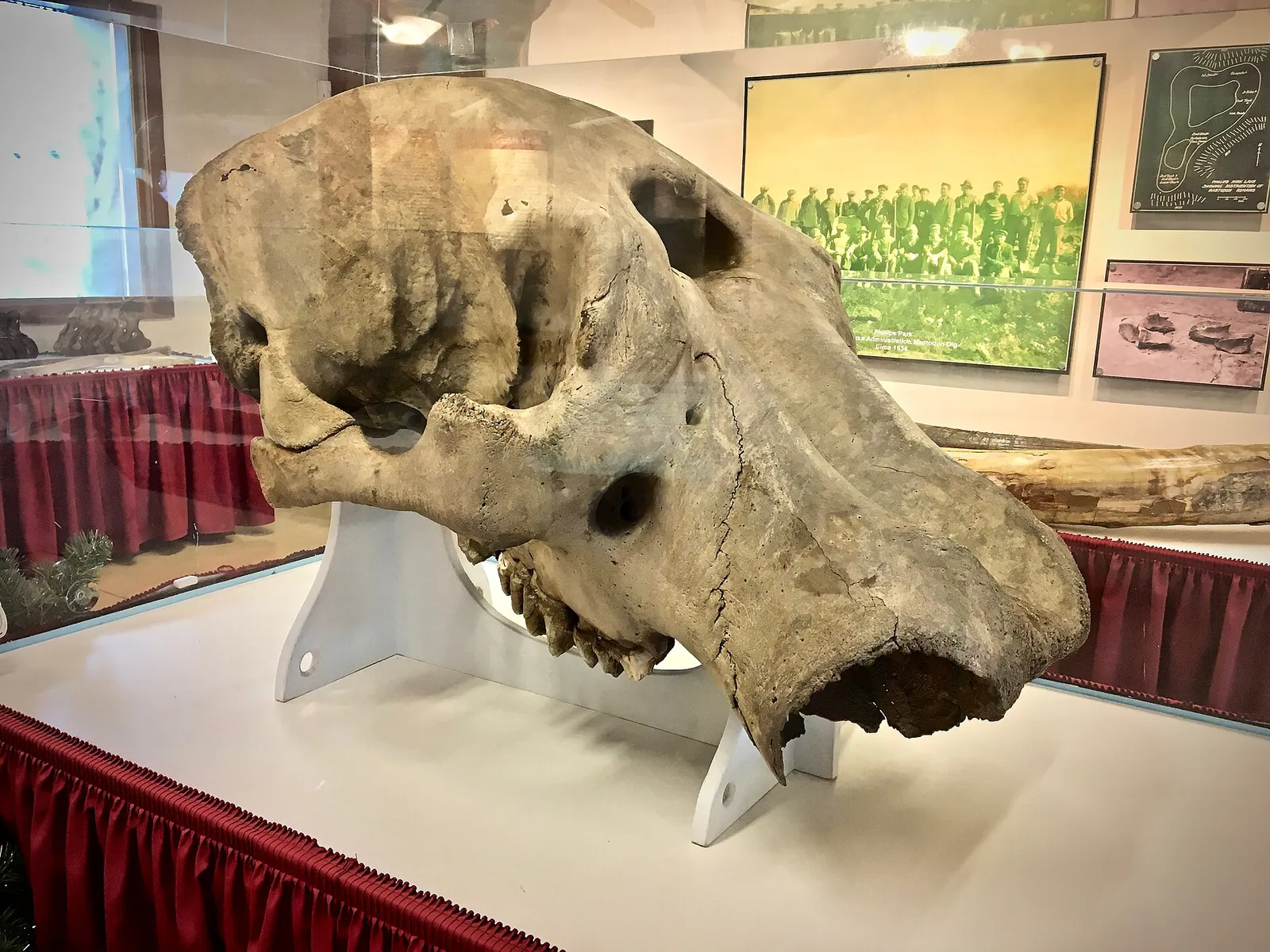 Aurora Mastodon Skull, Illinois