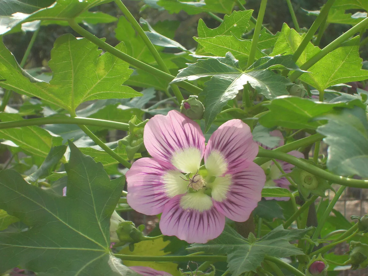 Flickr - brewbooks - Southern island mallow (1) in Avalon, California