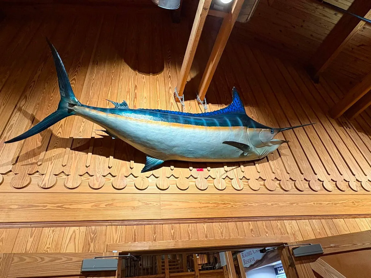 Marlin at the North Carolina Maritime Museum at Beaufort