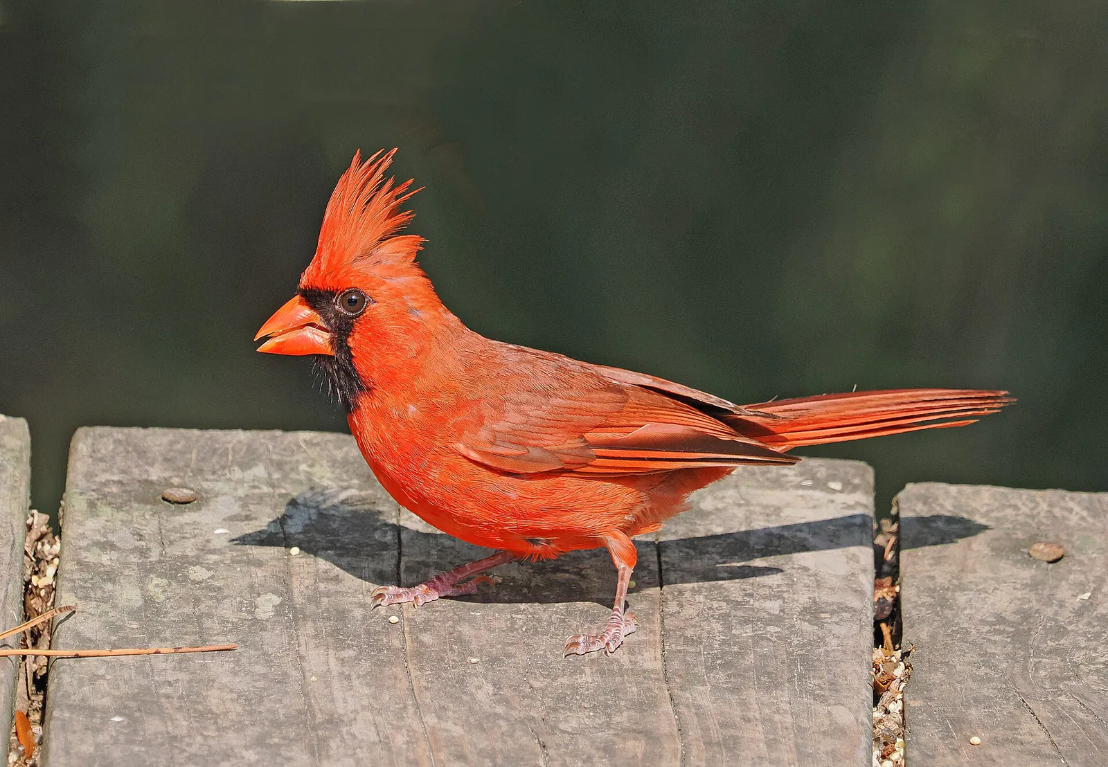 Northern Cardinal, Hunting Island State Park, Beaufort, South Carolina, July 19, 2023 (53059455440)