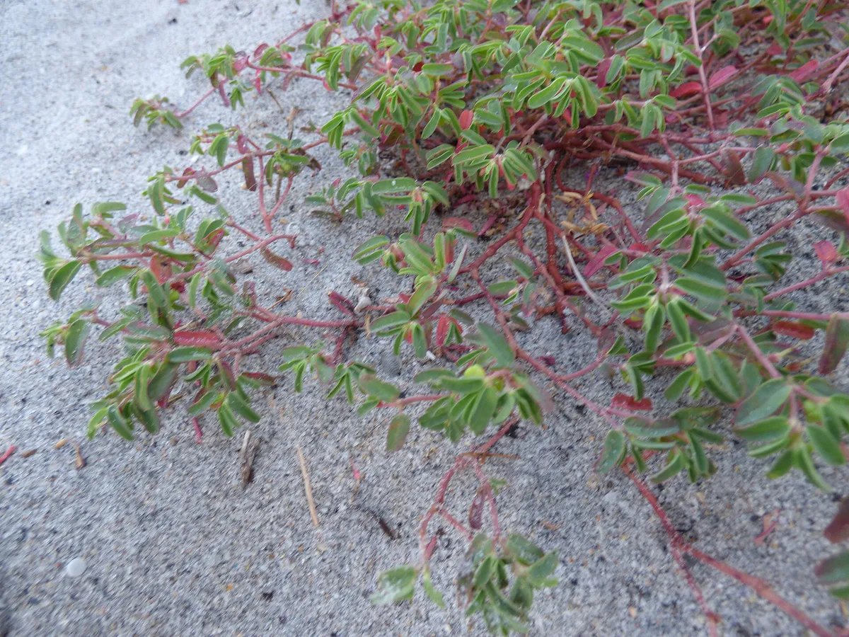 Starr-160716-0144-Unknown Euphorbiaceae-on beach-Ocean Front Beach Park Boynton Beach-Florida (29377207140)