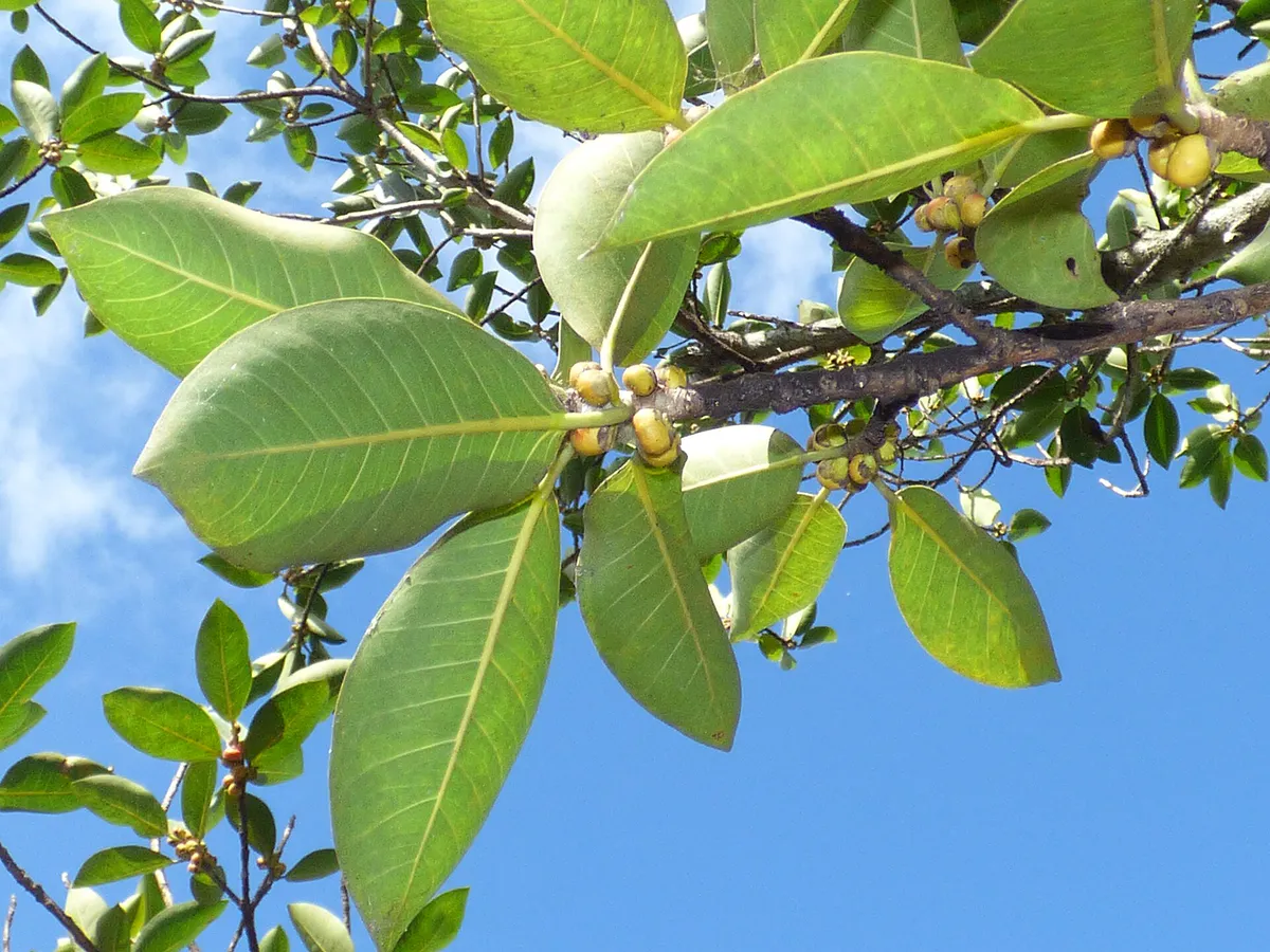 Starr-160717-0195-Ficus aurea-fruit leaves-Green Cay Nature Center Boynton Beach-Florida (29043512733)