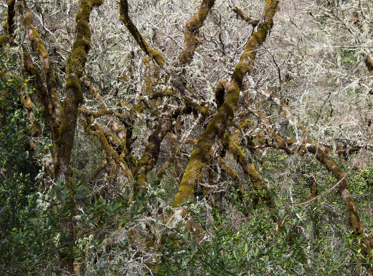 Bothe-Napa Valley State Park (01793) in Calistoga, California