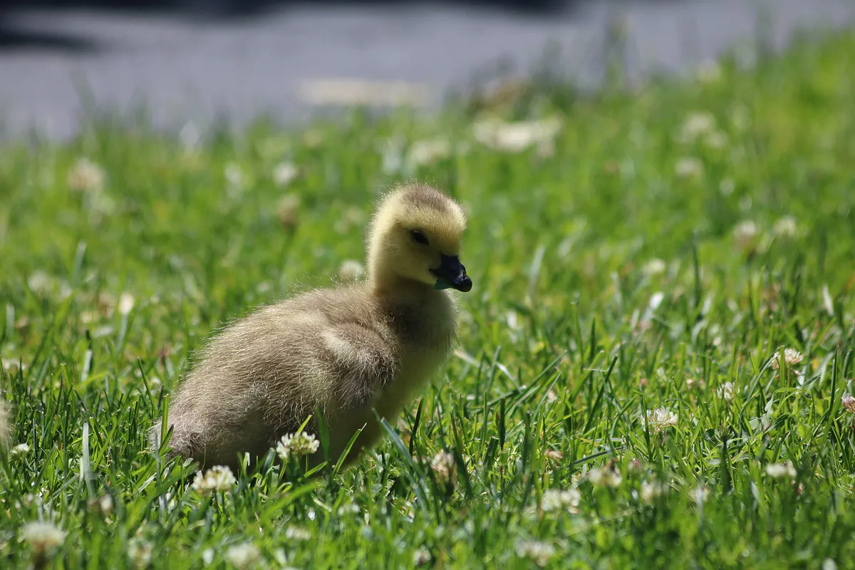 Branta canadensis gosling on grass at Campbell Park 2, California