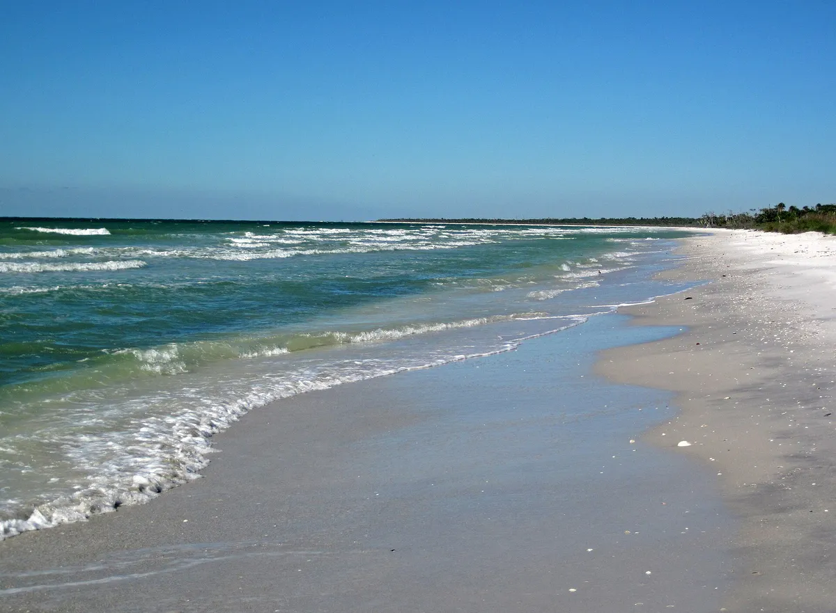 Marine shoreline of Cayo Costa Island (Gulf of Mexico coast of Florida, USA) (23771084953) in Cape Coral, Florida