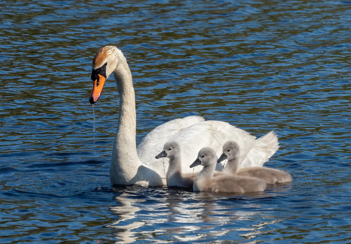 Mute swan and cygnets (30899) in Cape May, New Jersey