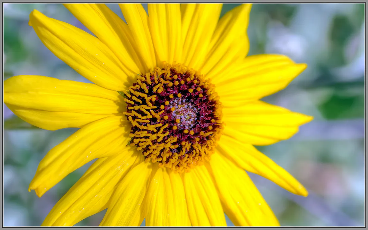 Yellow Flower in Carson Park, Lakewood (24027390104), California
