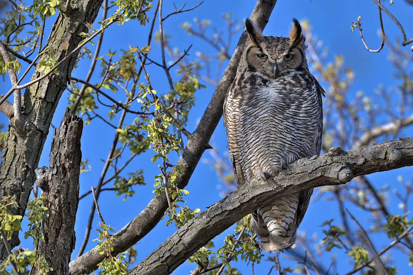 GreatHornedOwl-IowaCedarFallsWashingtonPark-20230425 in Cedar Falls, Iowa
