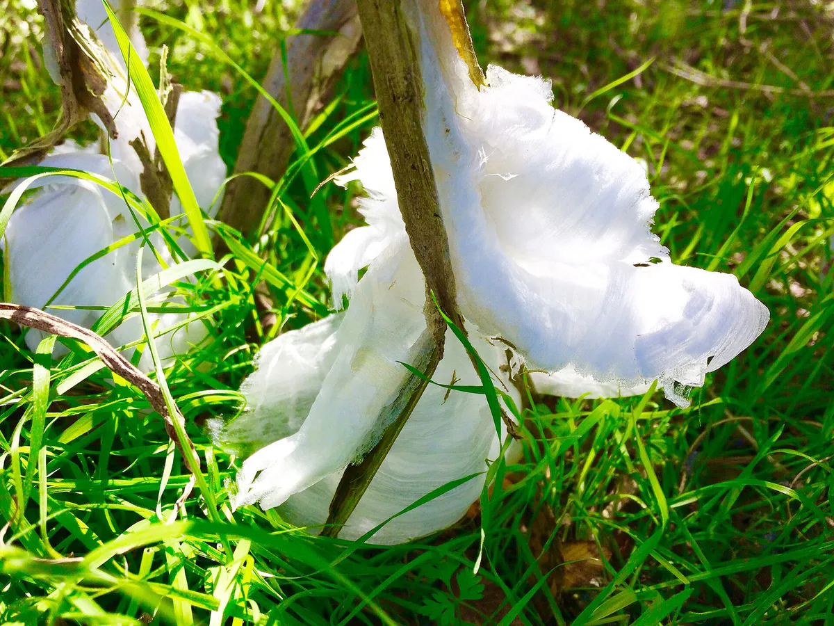 Frost Flower, Bushy Creek Greenbelt, Cedar Park, TX (32410563946), Texas