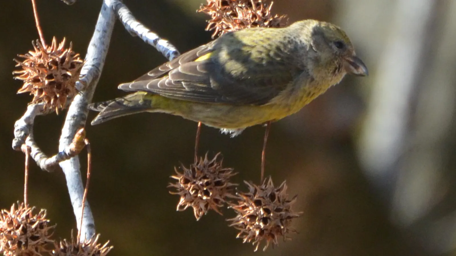 Red Crossbills (8401971307) in Chesterfield, Missouri