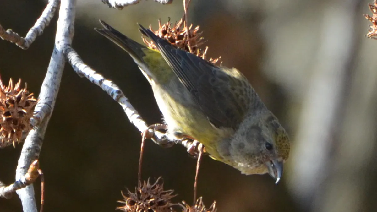 Red Crossbills (8401973525) in Chesterfield, Missouri