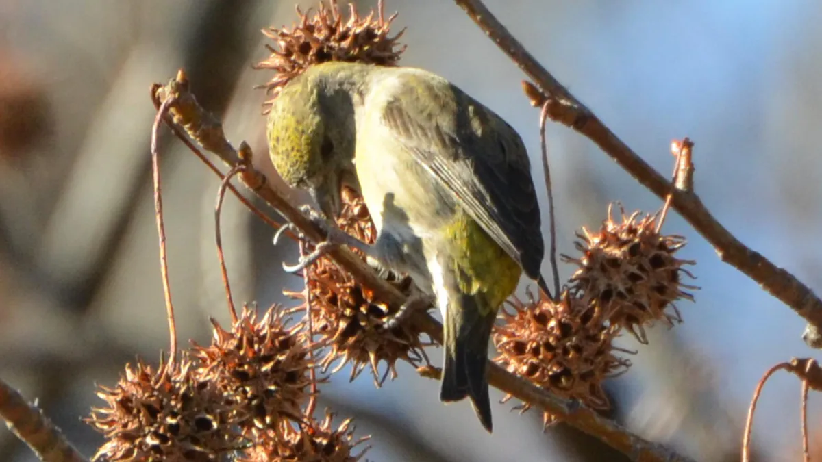 Red Crossbills (8401975157) in Chesterfield, Missouri