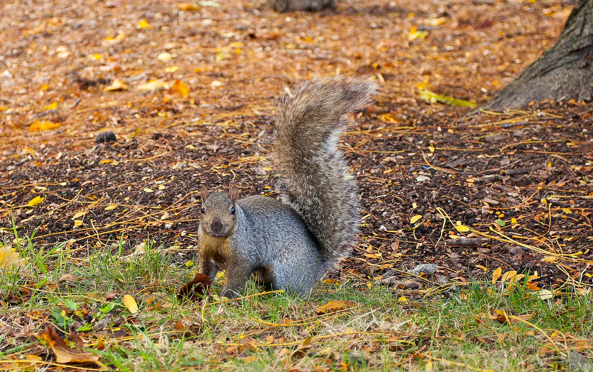 Ardilla gris oriental (Sciurus carolinensis), Grant Park, Chicago, Illinois, Estados Unidos, 2012-10-20, DD 08