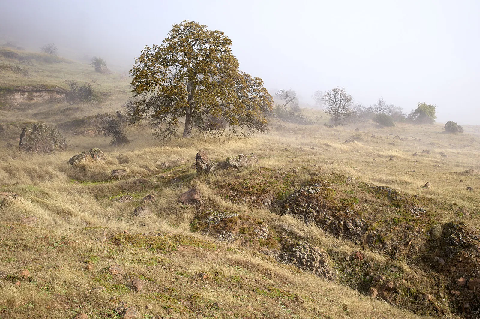 Bidwell Park on a foggy winter morning (2025)-L1000379 in Chico, California