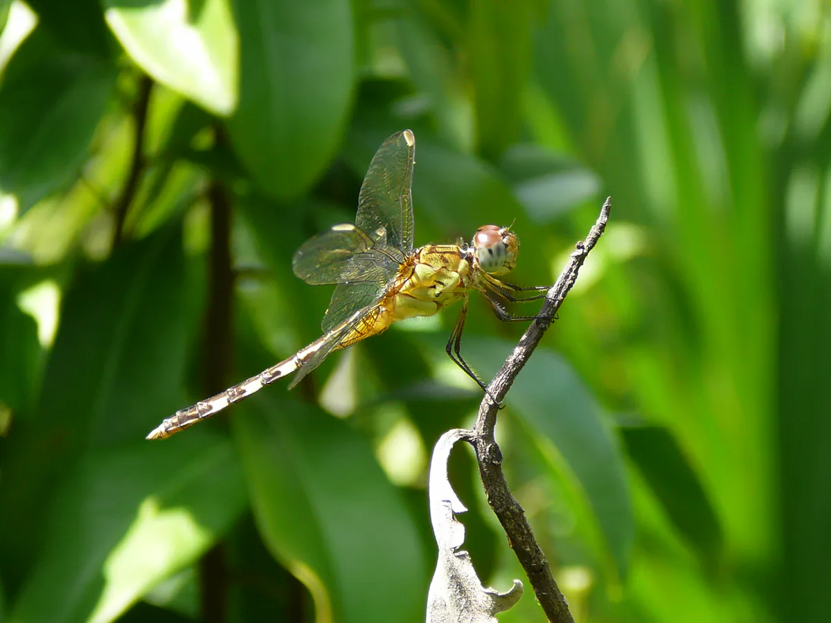 Dragonfly Fern Forest 2 in Coconut Creek, Florida