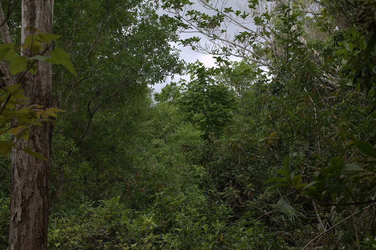 Fern Forest - panoramio (1) in Coconut Creek, Florida