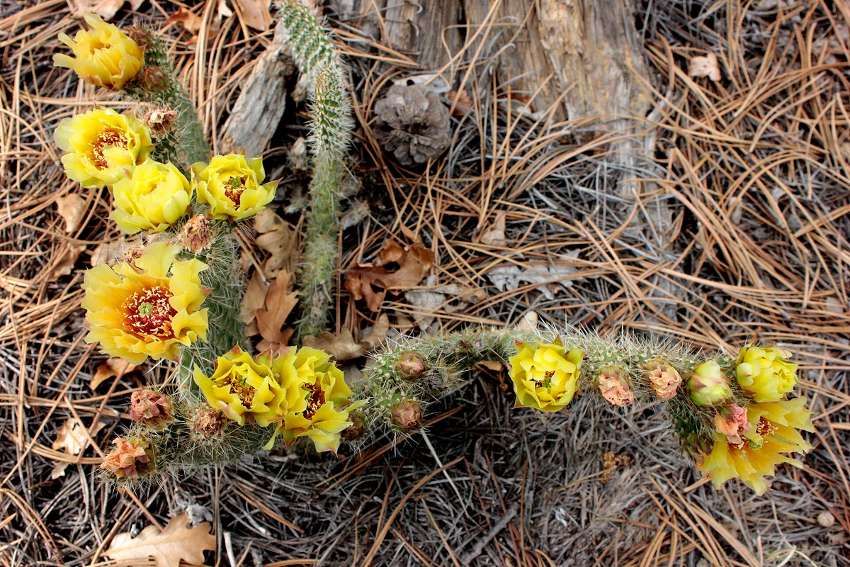 Opuntia polyacantha in bloom. Palmer Park in Colorado Springs, Colorado 002