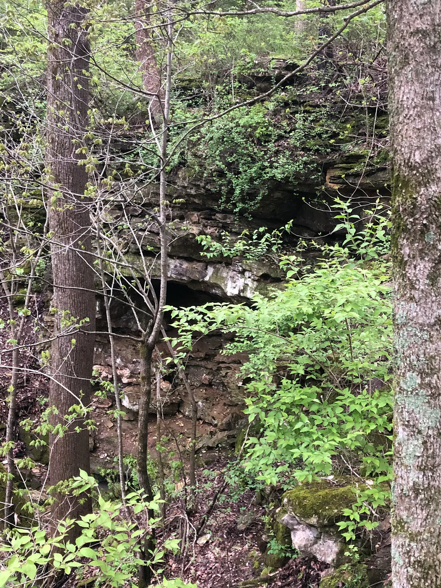 Elbow Cave in Columbia, Missouri (Spring 2020)