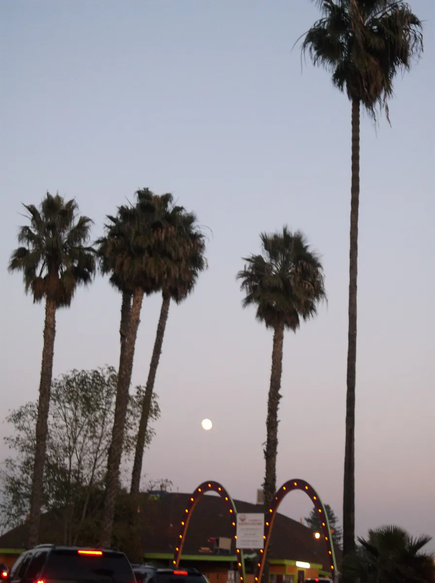 Entrance lined with palm trees at West Wind Solano Drive in Concord, CA, California