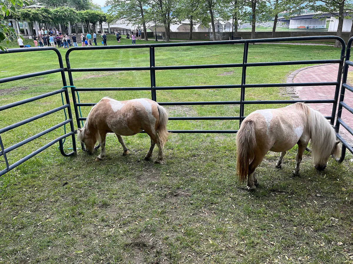 Ponies in Corning's Centennial Park, New York