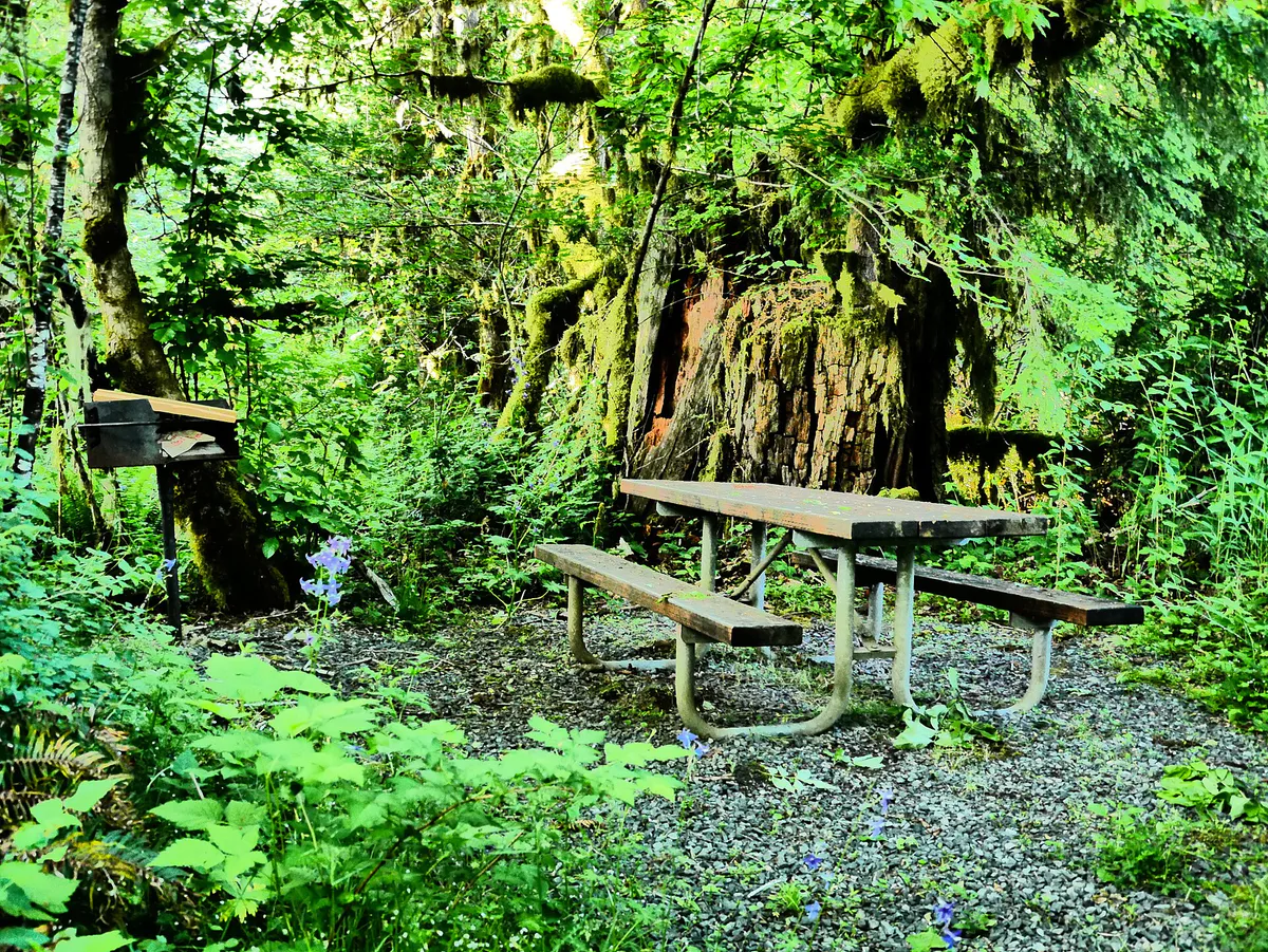 Picnic area by large stump in Clemens Park in Corvallis, Oregon