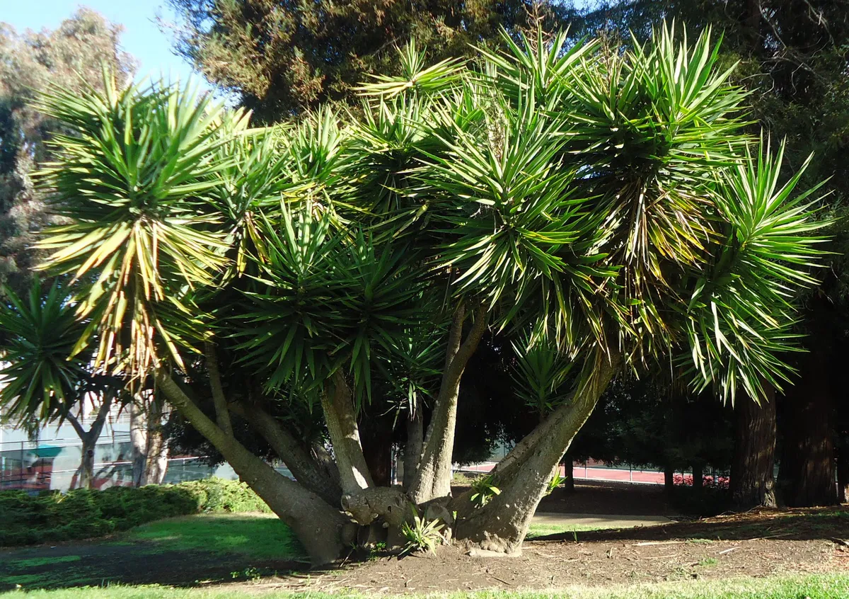 Tree in park in Cupertino California