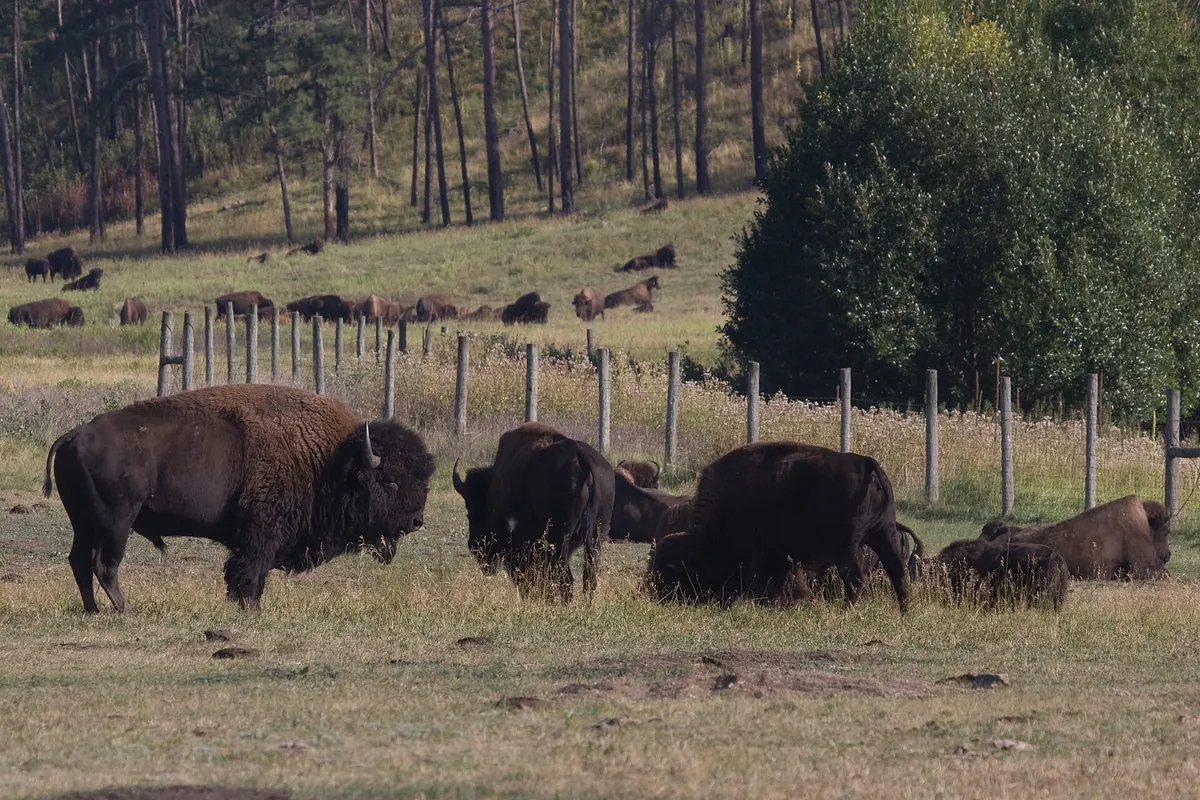 Custer State Park (3922212876), South Dakota
