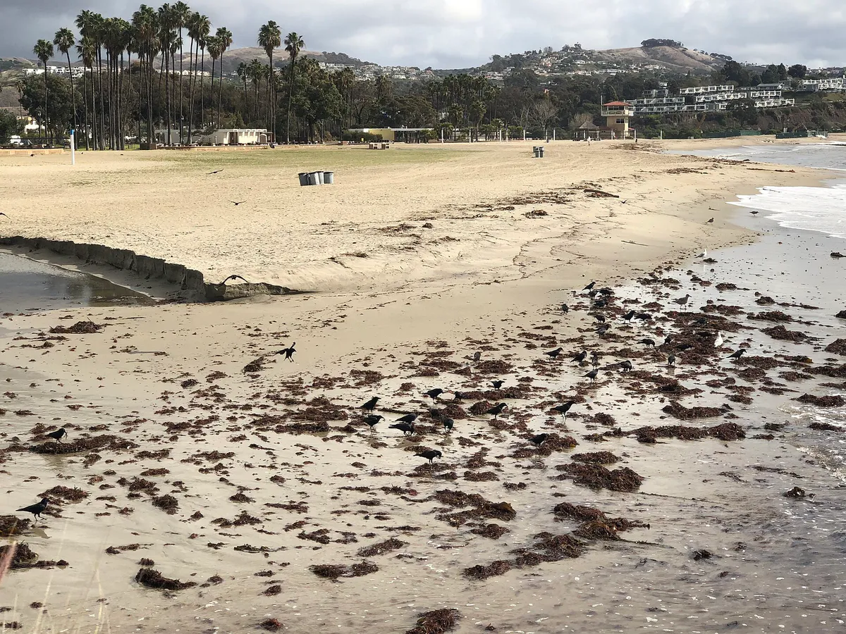 Doheny State Beach birds in Dana Point, California