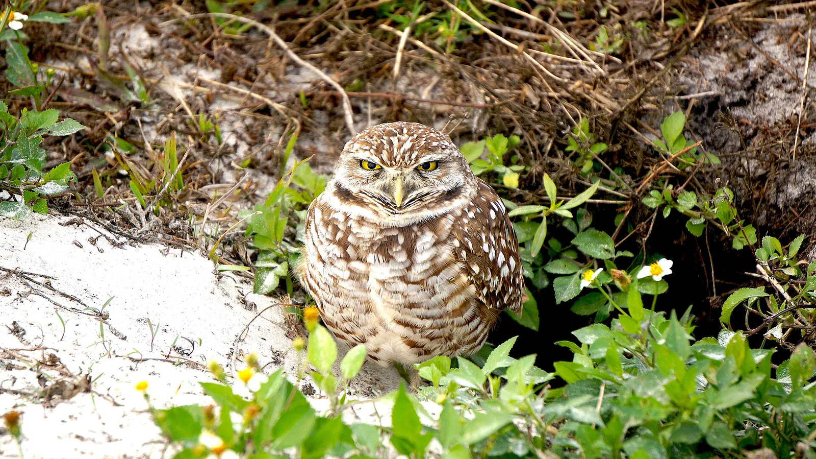 Burrowing Owl at Vista View Park, Davie, FL, Florida
