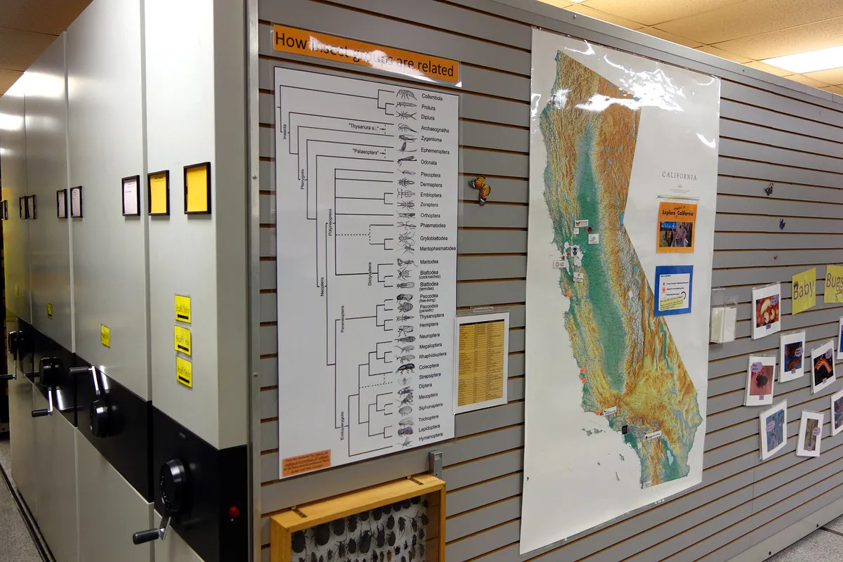Bohart Museum of Entomology - University of California, Davis - DSC03329