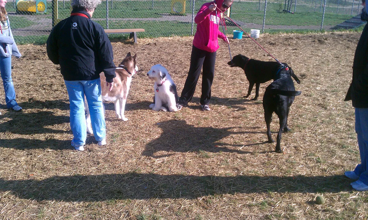 Albert the Sheepdog at a Dog Park in Dayton, Ohio