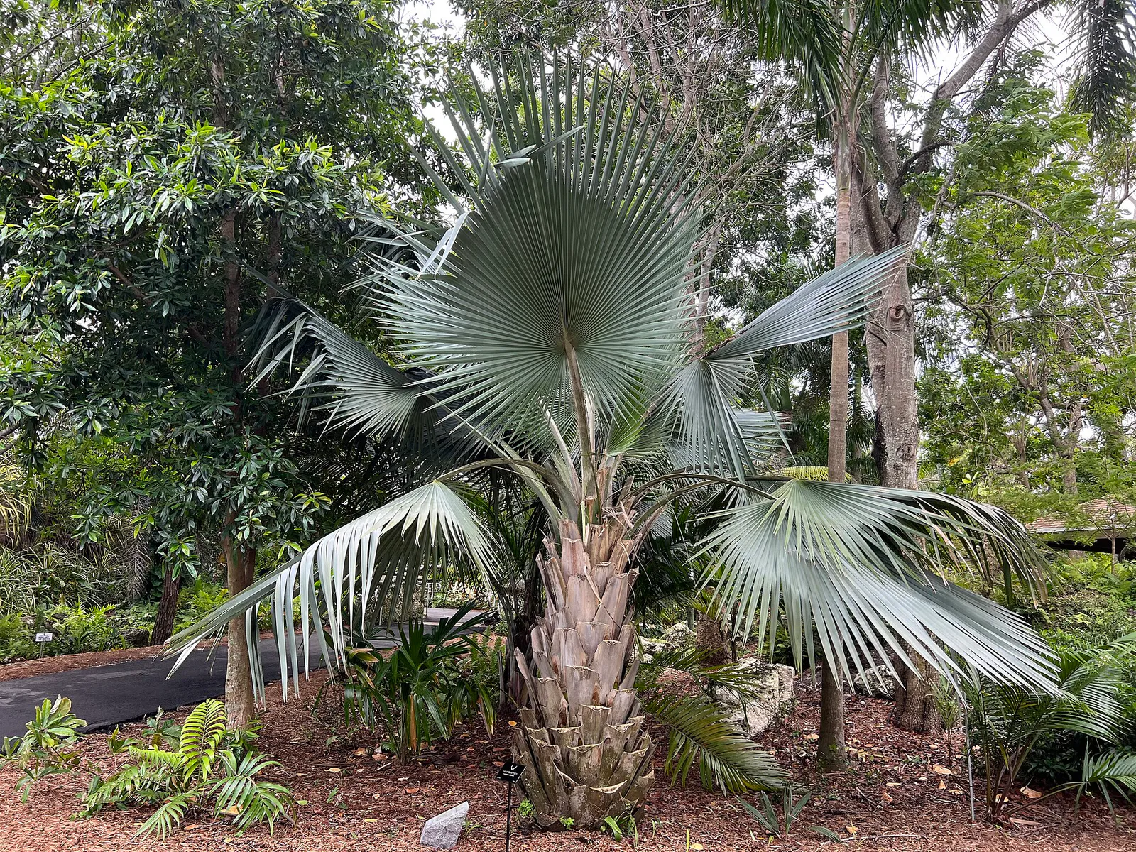 Coperniciafallaensis in Deerfield Beach, Florida