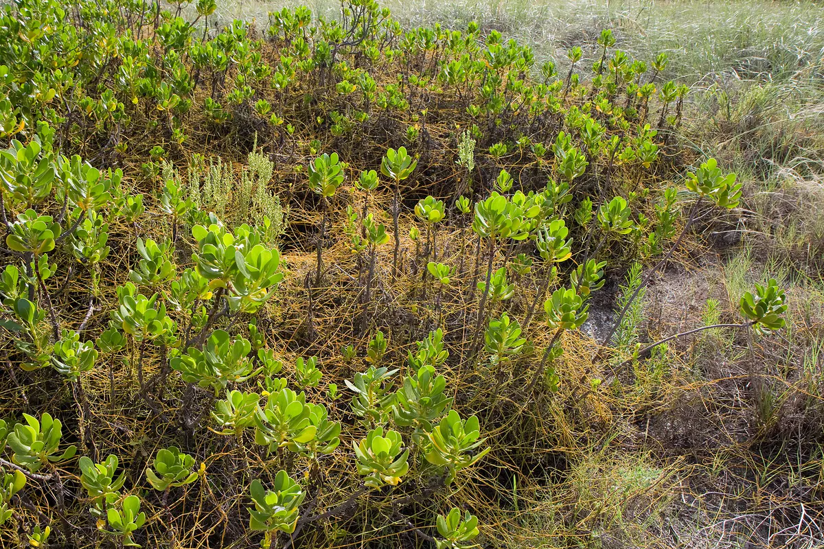 Scaevola plumieri colony Dunedin Florida
