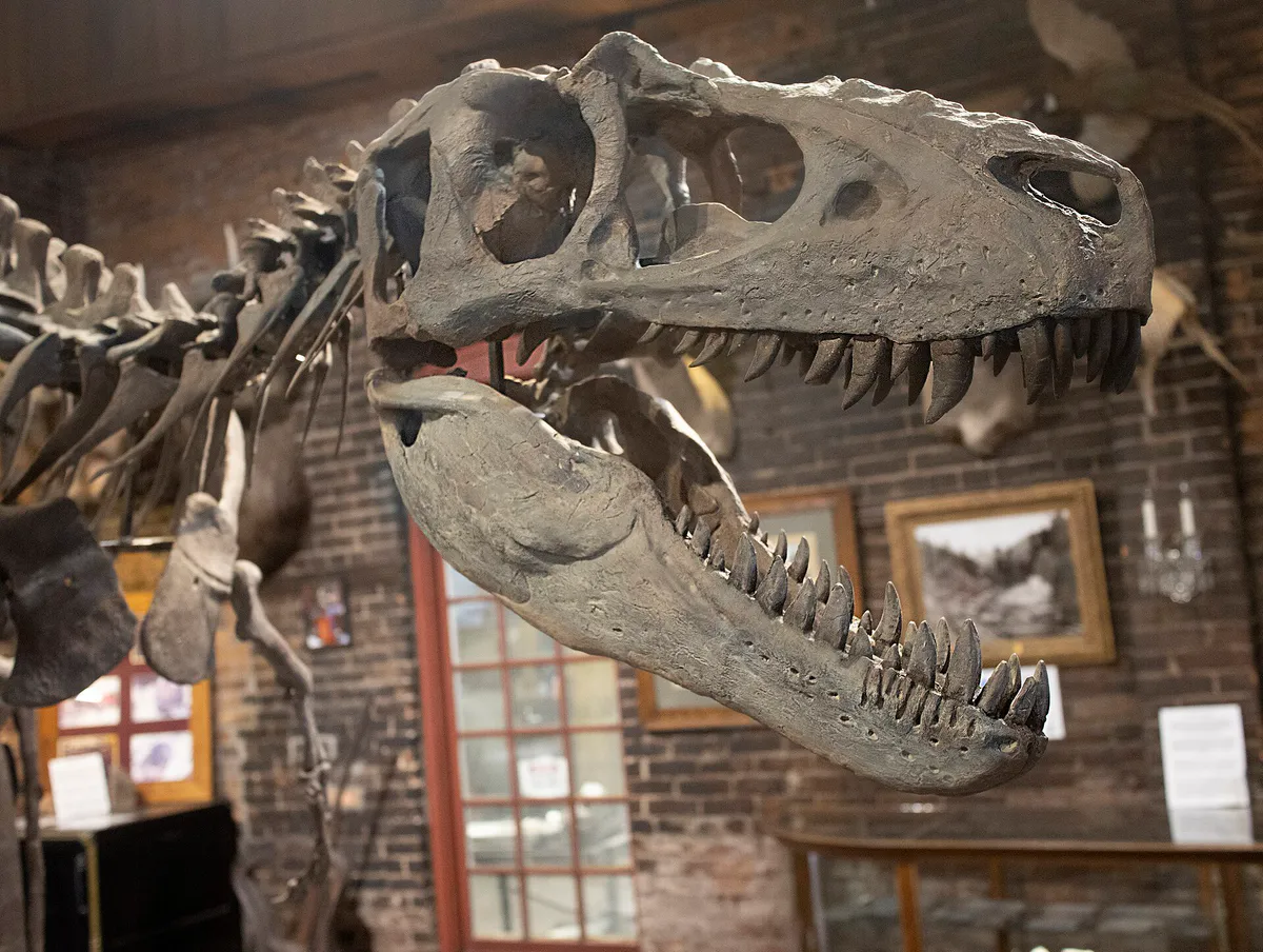 Teratophoneus - Durango & Silverton Railroad Museum - Durango - Colorado
