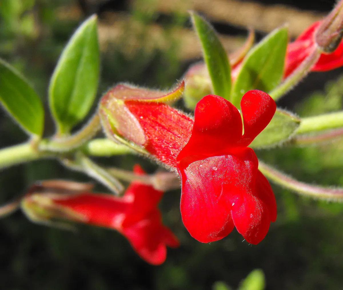 Galveziaspeciosa-firecracker in El Cajon, California
