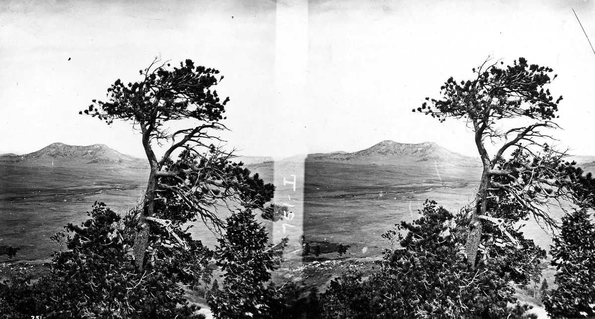 Tree study on tableland, near Palmer Lake. El Paso County, Colorado. 1874, Texas