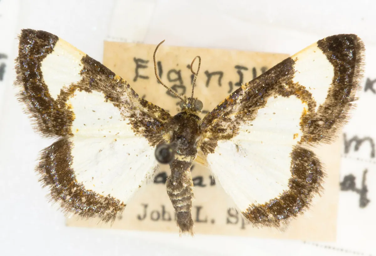 Common Spring Moth, Heliomata cycladata, -26085, Determined John L. Sperry, Elgin, Illinois. 23 June 1947, L. Banks (49550508213)