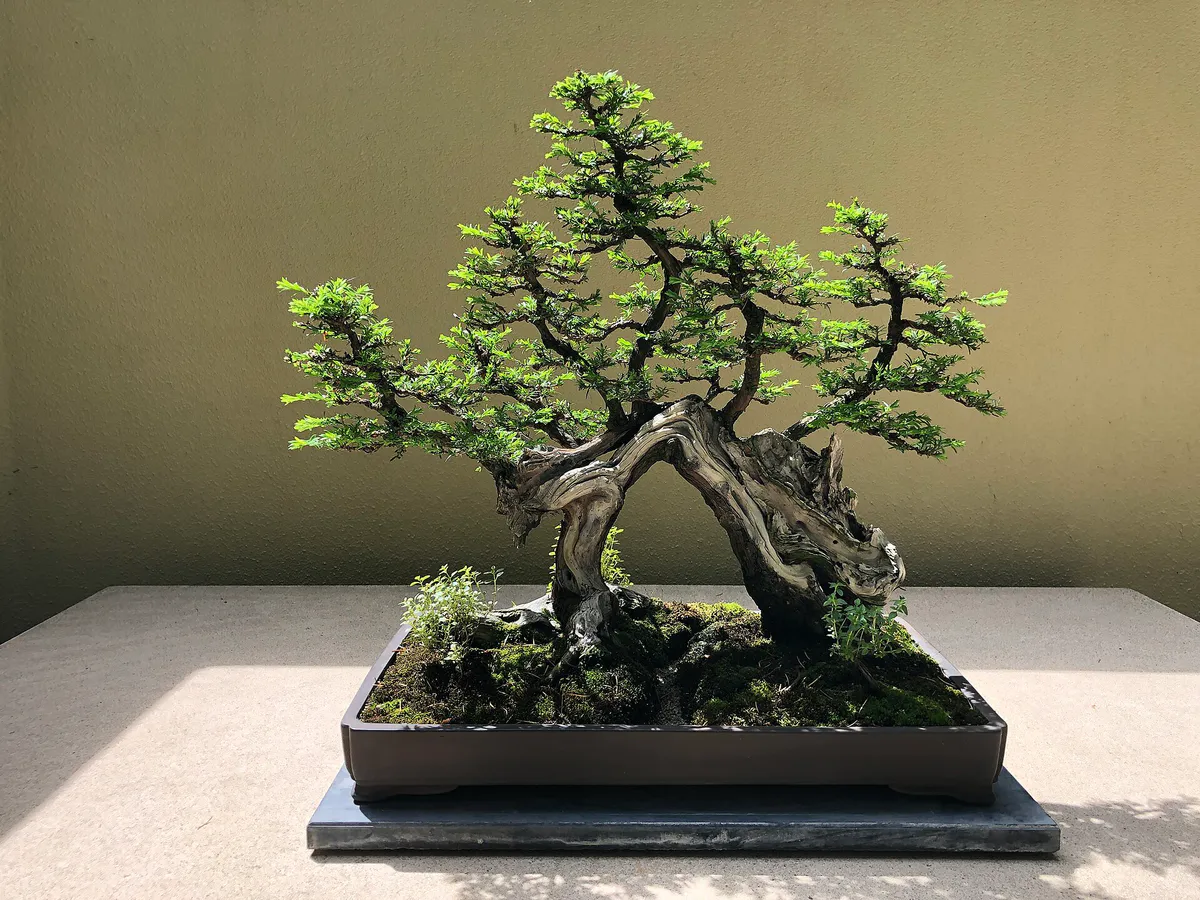 Coast Redwood (Sequoia Sempervirens), Pacific Bonsai Museum, Federal Way, Washington