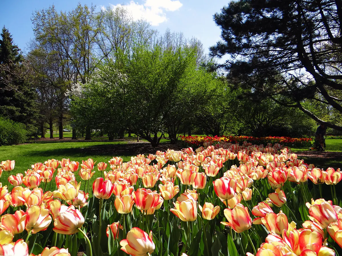Foster Park tulips, Fort Wayne, Indiana, May 2014